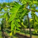 Gleditsia triacanthos ‘Inermis' - Valse Christusdoorn blad