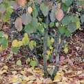 Davidia involucrata - Foto 2