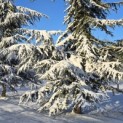 Cedrus libani - 2