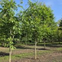 Juglans regia - rechter boom  juni 2026   beek rij 12