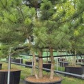 Pinus nigra 'Nigra' - 2