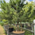 Pinus nigra 'Nigra' - 3