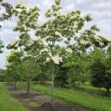 Cornus nuttallii (Venus) - 2