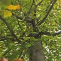 Fagus sylvatica - Foto 5