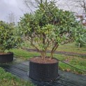 Rhododendron 'Cunningham's White' - 1