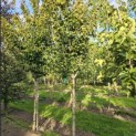 Parrotia persica 'Vanessa' - 2
