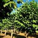 Tilia americana 'Nova' - Afbeelding