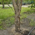 Acer Triflorum - Foto 5