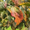 Parrotia persica - Foto 7