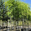 Ziziphus 'Jujuba' - Foto 1