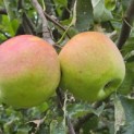 Malus domestica 'Lombarts' - 1
