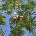 Albizia Julibrissin - 1