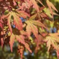 Acer palmatum - 3