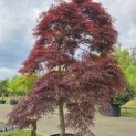 Acer palmatum 'Garnet' - 3