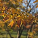 Zelkova serrata - 3