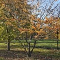 Zelkova serrata - november 2025