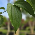 Heptacodium miconioides - 7