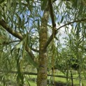 Salix x sepulcralis 'Chrysocoma' - Foto 4
