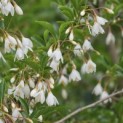 Styrax japonicus - bloei in mei