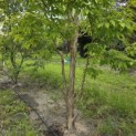 Acer Triflorum - Foto 1
