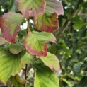 Parrotia persica - 2