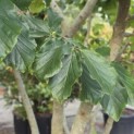 Parrotia persica - 1