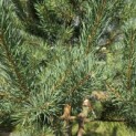 Pinus sylvestris - 5