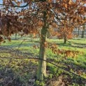 Carpinus betulus - 4
