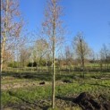 Amelanchier arborea 'Robin Hill' - Foto 1