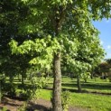 Liquidambar styraciflua - 4