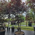 Acer palmatum 'Bloodgood' - Foto 4