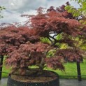 Acer palmatum 'Inaba Shidare' - Foto 2