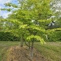 Parrotia persica 'Bella' - 1