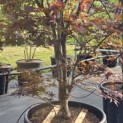 Acer palmatum 'Red Emperor' - 1