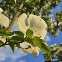 Cornus nuttallii - 5