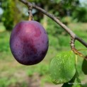 Prunus domestica 'Bleue de Belgique' - impressie half rijpe pruim