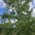 Liquidambar styraciflua - 4