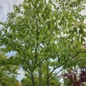 Cornus controversa - 3