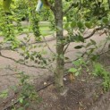 Carpinus betulus - 2