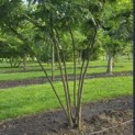 Gleditsia triacanthos ‘Inermis' - 2