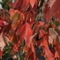 Acer Rubrum. - 2