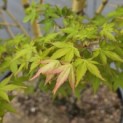 Acer palmatum 'Bi-hoo' - 5 mei 2026 blad