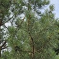 Pinus sylvestris - Foto 5