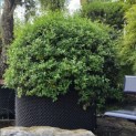 Osmanthus x Burkwoodii - Foto 3
