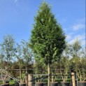 Thuja plicata 'Gelderland - 6