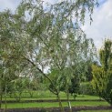Salix x sepulcralis 'Chrysocoma' - 2