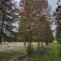Fagus sylvatica 'Atropunicea' - juli 2024