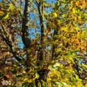 Carpinus betulus