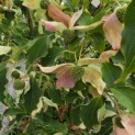 Cornus kousa 'Weisse Fontaine' - Foto 5