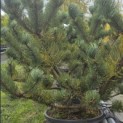 Pinus nigra Oregon Green - 2